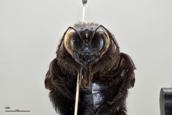 Media type: image;   Entomology 810609 Aspect: head frontal view